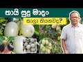 අලුත්ම තායි සුදු මාදං | White Jamun Tree | Ceylon Agri | Episode 406