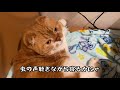 猫とトレーラーハウスでキャンプ