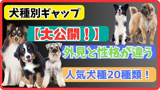 【犬種別ギャップ大公開！】外見と性格が違う人気犬種20種類！