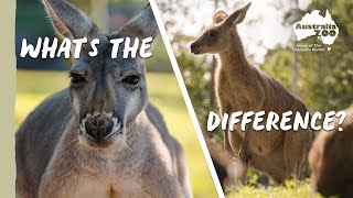 Kangaroo Comparison with Bindi & Chandler | Australia Zoo Life