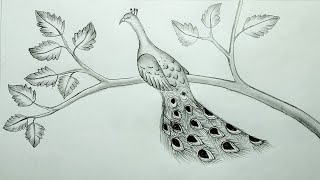 How to draw a peacock step by step/easy peacock   pencil sketch for beginners / ময়ূর আকা