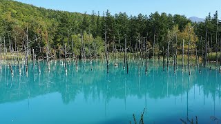 Biei Shirogane Blue Pond, Hokkaido, Japan - 4K UHD