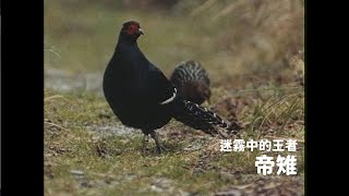 【看見玉山】迷霧中的王者－帝雉 中文版