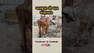 Ansuya Gau Dham. Manavadar (Gir Cow) #short #gircow #girbull