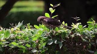 灌叢上的鳳頭蒼鷹幼鳥!