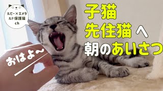 [モーニングルーティン]子猫、先住猫へ朝のあいさつがかわいすぎました