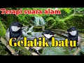 Terapi burung gelatik suara alam