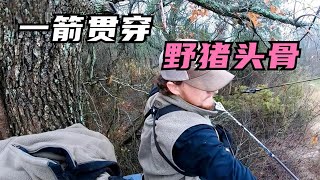 一箭竟能直接貫穿大野猪頭骨，這絕對是我見過的最强複合弓狩獵！五種狩獵野豬方式視頻， 《肉食獵人》S13E6