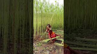 Jute Harvesting #shorts