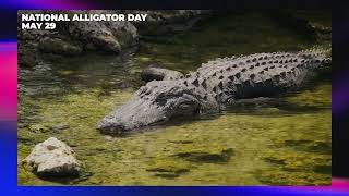 May 29: National Alligator Day