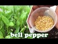 Red Bell Pepper Plants - Growing Peppers Seeds - Vegetables Plant Garden Container Gardening Jazevox Red Bell Pepper Plants - Growing Peppers Seeds - Vegetables Plant Garden Container Gardening Jazevox