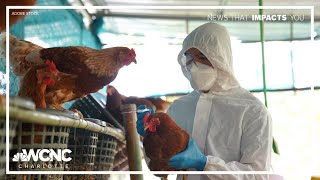 Here's who is at risk for bird flu