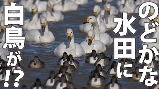 「印西市本埜地区 白鳥の郷を行く」