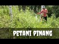 kebun pinang,,di semprot dengan spayer