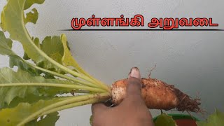 நமது மாடித்தோட்டத்தில் முதல் முள்ளங்கி அறுவடை - Radish harvesting