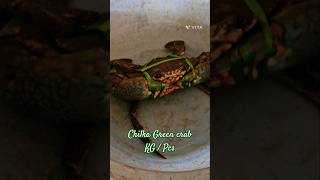 Chilka Green crab KG / Pcs ବଡ ବଡ ଚିଲିକା କଙ୍କଡା 👌👌👌