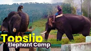 Topslip Tourism Travlog /  Anamalai Tiger Reserve / Topslip Elephant Camp / Wildlife Tourism