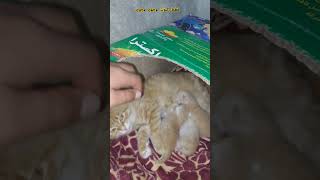 غيرت مكان قطتي فُلة قطة جميلة قطة كيوت 😻 cute little baby kittens #cat