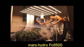 ดิน EP.2 ปลูกกัญชาด้วยไฟ Mars-hydro Fc6500 การขึงตาข่าย Scrog ความแตกต่างของทรงต้น ระหว่าง ดินและน้ำ