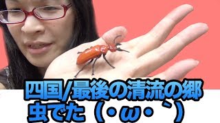 [カプセルトイ] 赤いクワガタ？　カプセルQミュージアム 日本の動物コレクション IV 四国 最後の清流の郷