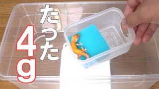 【小さすぎ！】自家繁殖したレオパの赤ちゃんが小さすぎる【ママレオパと大きさ比べ】