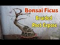 BONSAI FICUS BRAIDED ROOT EXPOSE+WIRING+PRUNING #bonsaiBeginners | kuyaZam vlogs