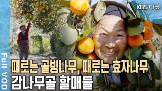 따고, 깎고, 말리고~ 감 따는 철, 전쟁터가 따로 없는 경상남도 산청 감나무골 마을 [KBS 20171125 방송]