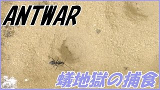 蟻戦争＃78 アリジゴクがアリを捕食する瞬間編～the antlion eats  ants ～