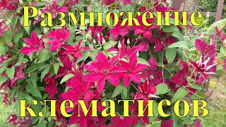 Начинаем черенковать клематисы.