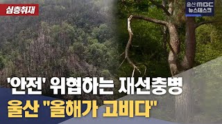 [심층취재] 재선충병 덮친 울산 \