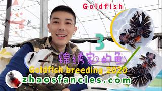 Goldfish:  Want to learn from a professional breeder how to select for Telescope Butterfly?  锦绣家的鱼