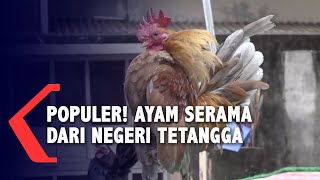 Ayam Serama, Si Ayam 'Sombong' dari Negeri Jiran