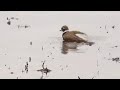 【野田市の野鳥】　コチドリの水浴び（Ｈ30.4.14）