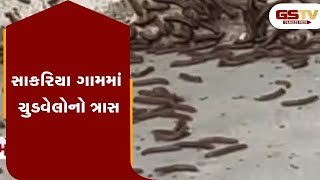 Modasa ના સાકરિયા ગામમાં ચુડવેલોનો ત્રાસ | Gstv Gujarati News