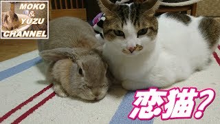 うさぎと猫の仲良し動画パートⅣ(モコ＆マロン）Rabbit and cat's friend movie Part Ⅳ