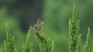 セッカ(Zitting cisticola)の鳴き声。May 15,2016