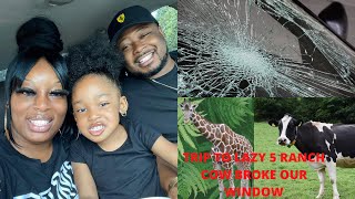 LAZY 5 RANCH|I GOT ATTACKED BY A COW|COW BROKE OUR WINDOW