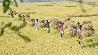 Paddy cultivation in Bangladesh || বাংলাদেশের ধান চাষ