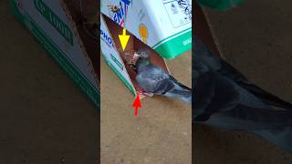 Pigeon trap | bird trap | catching bird #shorts #short #youtubeshorts #ytshort
