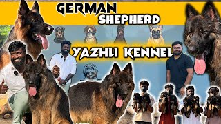 Coimbatore German Shepherd Kennel | Long Coat German Shepherd | Black German Shepherd