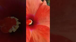 My garden#nature #hibiscus flower 🌸🌸🌸🌸🌸🌸#garden #flowers #shortvideo