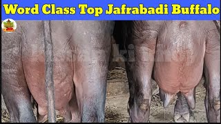 High Quality Big Jafrabadi Buffalo | Best Jafrabadi Buffalo From #Gujarat | Top 5 Jafrabadi Buffalo