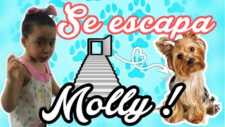 Mi perrita molly se escapa - historías de mascotas con hermanitas Cardenas