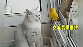 客家话配音搞笑视频之傻猫 Hakka dubbing funny video of silly cat