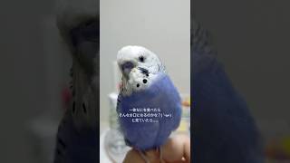 シャッターチャンスのタイミングを教えてくれるインコがこちら🐦📸www #shorts