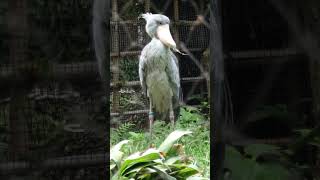 サーナ　ハシビロコウ　上野動物園