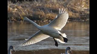 群馬県の邑楽町のがば沼の白鳥と鴨2024年12月25日