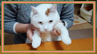 2021年ペットショップの初売りで猫用に買ってきたもの紹介☆Introducing what I bought for cats at the first sale of a pet shop