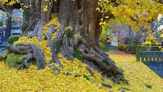 Ginkgo's autumn leaves. 埼玉正法寺の大銀杏