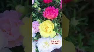 How to grow beautiful bonsai-style flowers of Portulaca Grandiflora flowers p4 #shorts